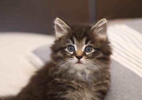 cerco gatto