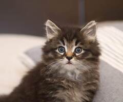 cerco gatto