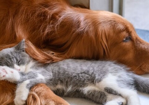 annuncio animali