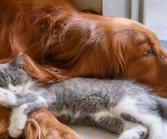 annuncio animali