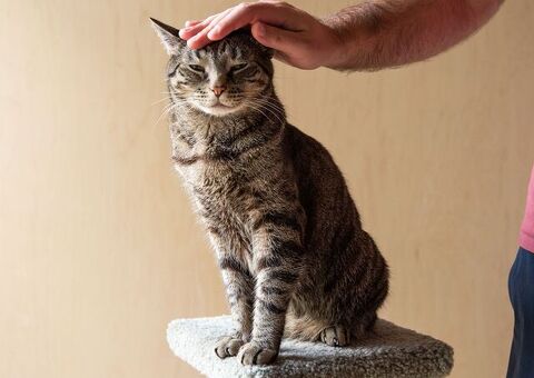Catsitter a Milano agosto