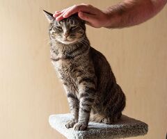 Catsitter a Milano agosto