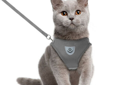 Collarino per gatto da paseggio