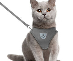 Collarino per gatto da paseggio