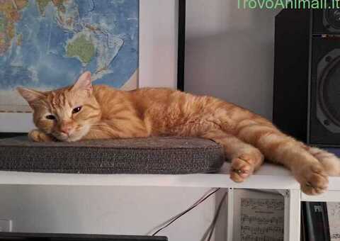 Cat Sitter MILANO CITTA'