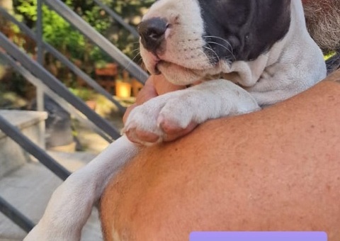Cuccioli di Amstaff