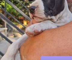 Cuccioli di Amstaff
