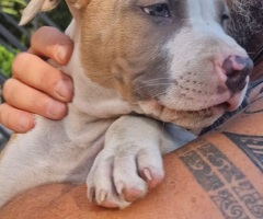 Cuccioli di Amstaff - 2/3