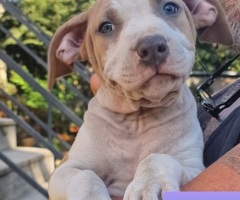 Cuccioli di Amstaff - 3/3