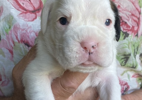BOXER CUCCIOLI