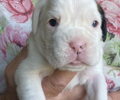 BOXER CUCCIOLI
