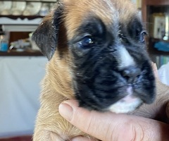 BOXER CUCCIOLI - 2/3