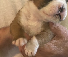 BOXER CUCCIOLI - 3/3