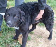   ORSO ASPETTA UNA MAMMA - 2/2