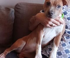 Cucciola amstaff - 1/3