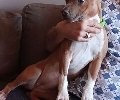Cucciola amstaff - 2/3