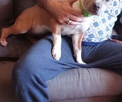 Cucciola amstaff - 3/3