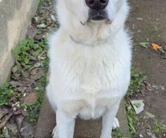   TEO CUCCIOLONE MIX LABRADOR - 1/2