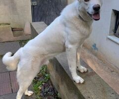   TEO CUCCIOLONE MIX LABRADOR - 2/2