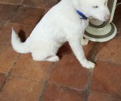 Cuccioli di Akita inu - 1/3