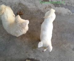 Cuccioli di Akita inu - 3/3