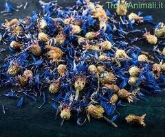 Fiordaliso blu - 1/3