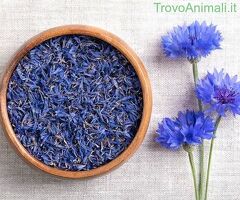 Fiordaliso blu - 2/3