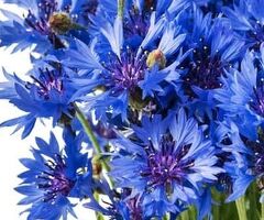 Fiordaliso blu - 3/3