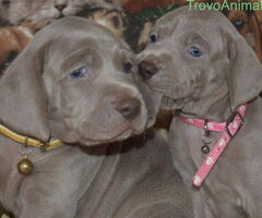 Weimaraner - 1/1