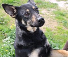  UNA MAMMA PER PRISCILLA - 2/2