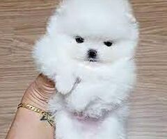  Pomerania  bellissima cucciola - 1/1