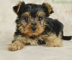  I Cuccioli di Yorkie - 1/1