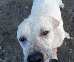  BLANCO CUCCIOLONE MIX LABRADO - 1/2