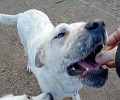   BLANCO CUCCIOLONE MIX LABRADO - 2/2