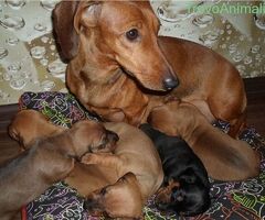 Bassotto nano cuccioli - 1/2
