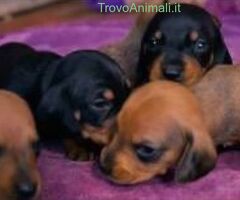 Bassotto nano cuccioli - 2/2