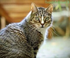 Cerco  gatto giovane - 1/1