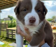 Cuccioli di border collie - 1/4
