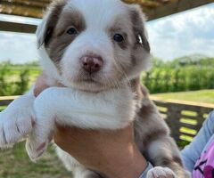 Cuccioli di border collie - 2/4