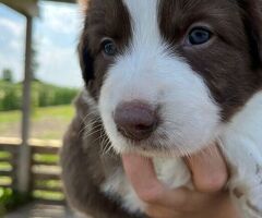 Cuccioli di border collie - 3/4