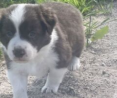 Cuccioli di border collie - 4/4