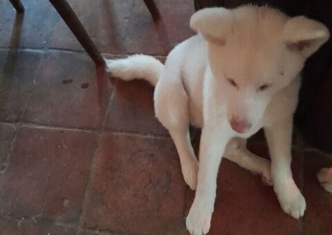 Akita inu cuccioli