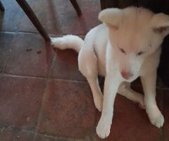 Akita inu cuccioli - 1/3