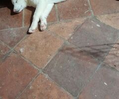 Akita inu cuccioli - 2/3