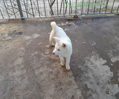 Akita inu cuccioli - 3/3