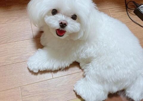  cuccioli di maltese disponibil
