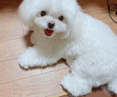  cuccioli di maltese disponibil - 1/1