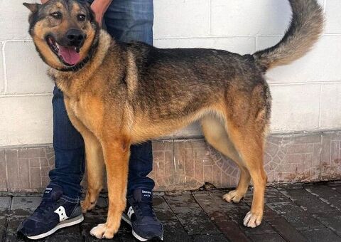  CANE METICCIO