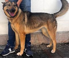  CANE METICCIO - 1/1