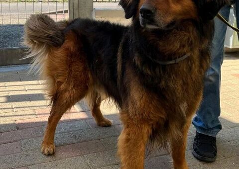  CANE METICCIO